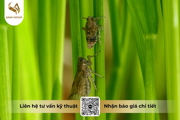 quy-trinh-gia-cong-thuoc-bvtv-tai-saha-group.jpg