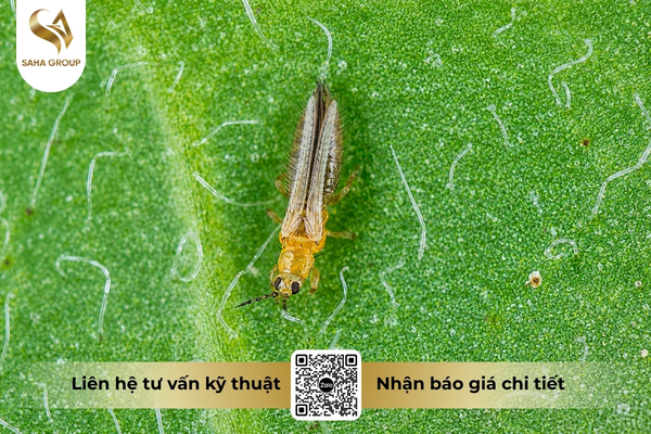 bo-tri-la-nhom-con-trung-co-toc-do-khang-thuoc-rat-cao.jpg