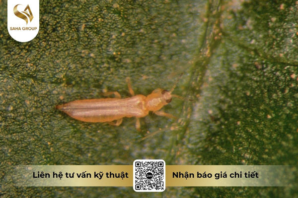 bo-tri-khang-thuoc-bang-cach-nao.jpg