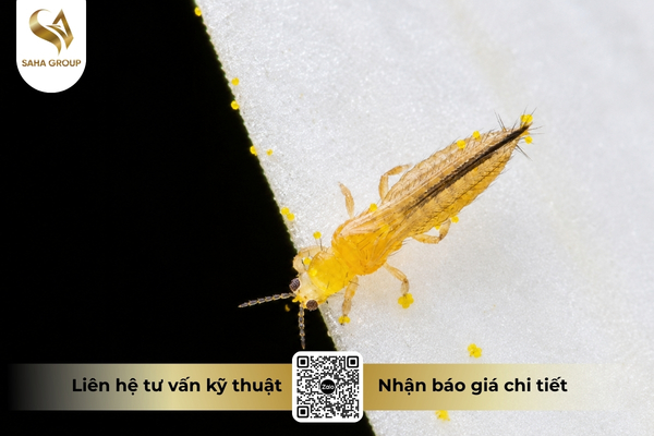 vi-sao-nha-mang-lam-bo-tri-khang-thuoc-nhanh-hon.jpg