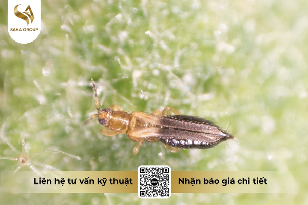 sai-lam-khien-bo-tri-khang-thuoc-nhanh-hon.jpg