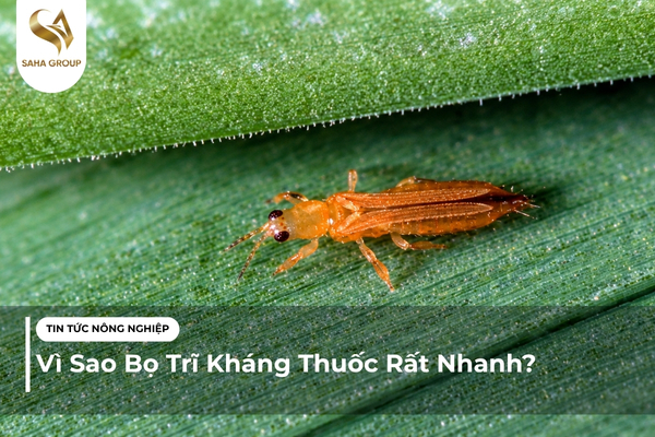 Vì Sao Bọ Trĩ Kháng Thuốc Rất Nhanh?