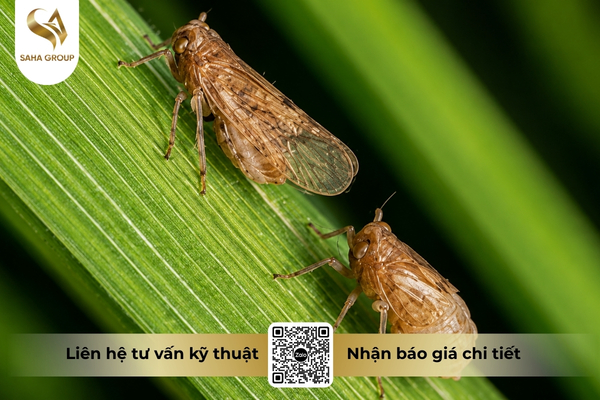 dung-sai-thuoc-o-sai-giai-doan-cung-la-nguyen-nhan-pho-bien.jpg