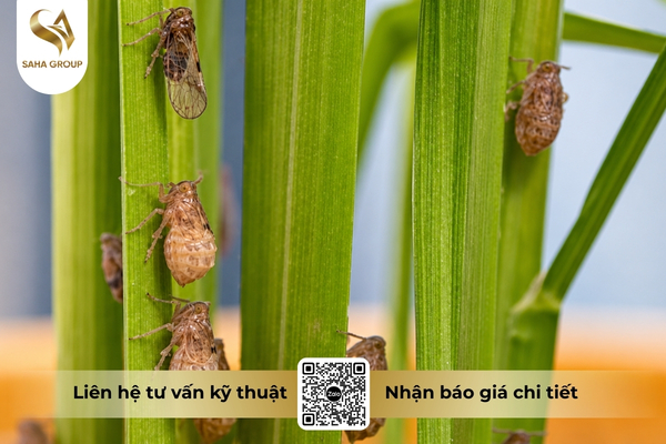 trung-ray-rat-kho-tiep-xuc-voi-thuoc.jpg