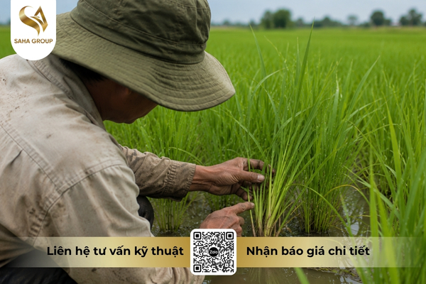 sai-lam-pho-bien-khi-dung-dinotefuran-va-imidacloprid.jpg