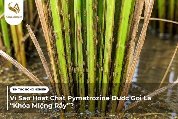 Vì Sao Pymetrozine Được Gọi Là “Khóa Miệng Rầy”?