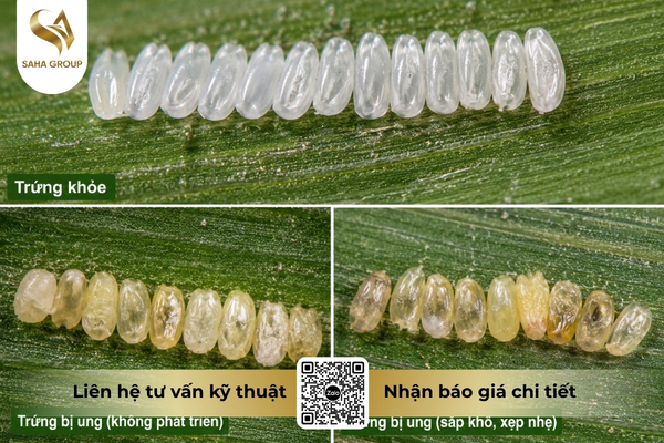 buprofezin-khong-danh-guc-ray-theo-cach-thong-thuong.jpg