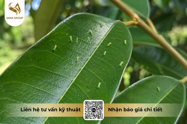 vi-sao-buprofezin-chi-hieu-qua-manh-tren-ray-non.jpg