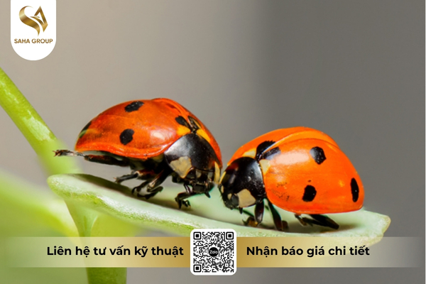 mot-uu-diem-rat-lon-la-do-an-toan-voi-thien-dich.jpg