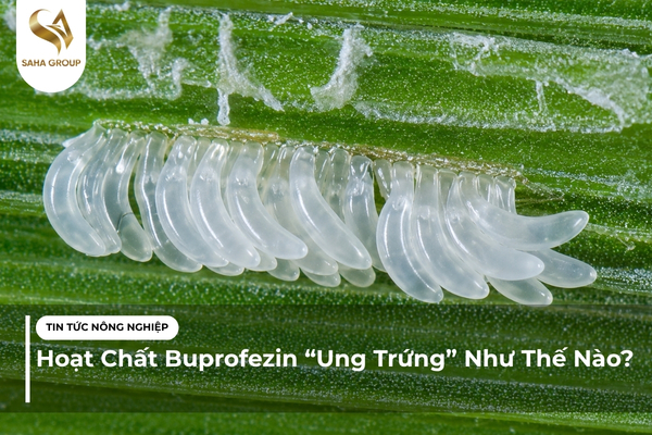 Hoạt Chất Buprofezin “Ung Trứng” Như Thế Nào?