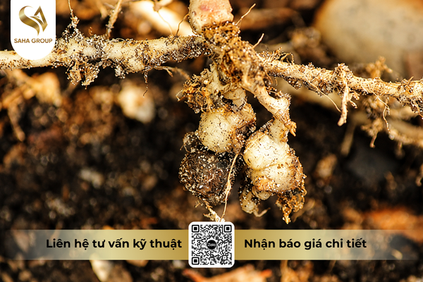 cong-dung-noi-bat-cua-phan-bon-la-hon-hop-pk-vinaf-07-phyto-ultra-800.png