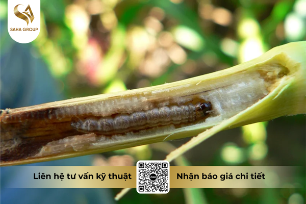 cong-dung-noi-bat-cua-thuoc-tru-sau-apashuang-18sl-hieu-duc-than.png
