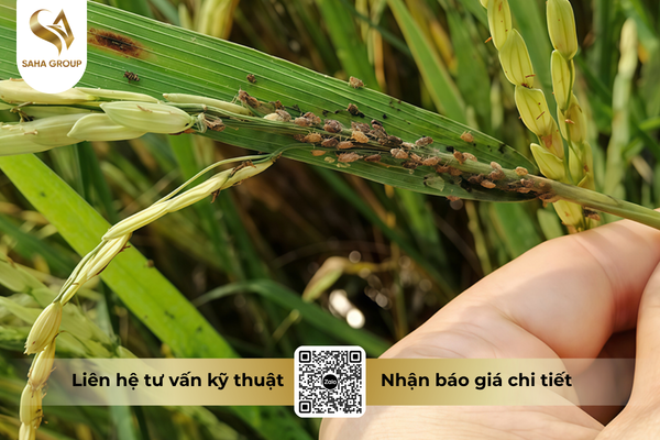 cong-dung-noi-bat-cua-thuoc-tru-sau-aquinphos-40ec-hieu-nikinfos-400.png