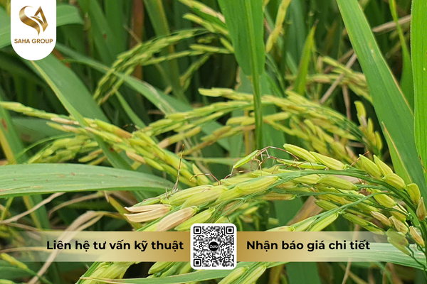 faq-cau-hoi-ba-con-thuong-gap.png