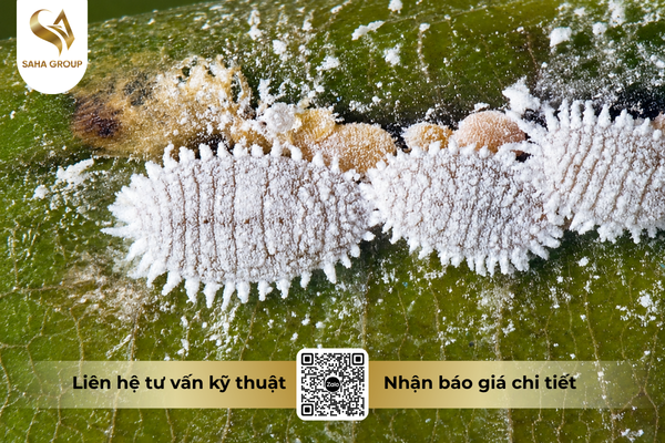 faq-cau-hoi-ba-con-thuong-gap.png