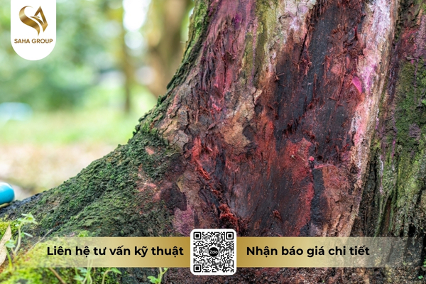 vi-sao-xi-mu-sau-rieng-bung-phat-manh-vao-mua-mua.jpg