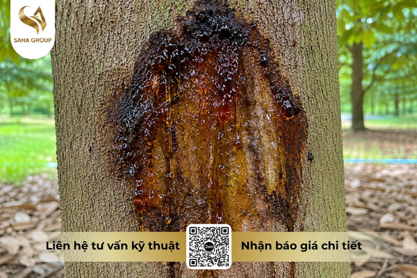 xi-mu-sau-rieng-nguy-hiem-nhu-the-nao.jpg