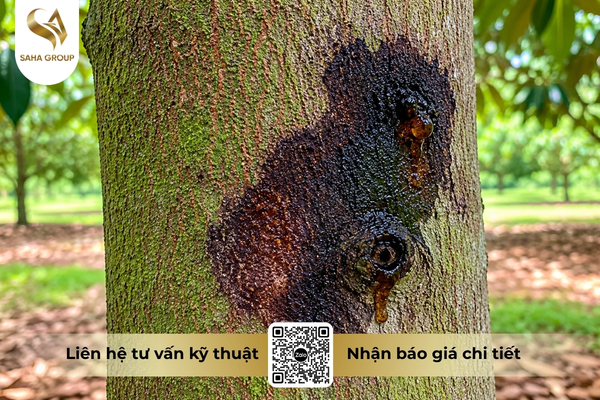 dau-hieu-nhan-biet-xi-mu-sau-rieng.jpg