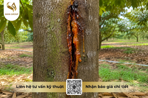 faq-cau-hoi-thuong-gap-ve-benh-xi-mu-mua-mua.jpg