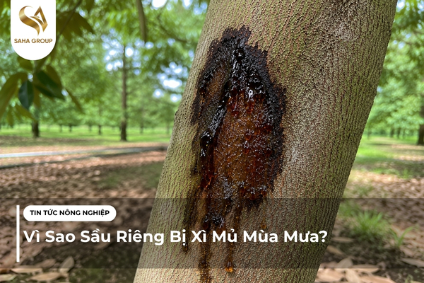 Vì Sao Sầu Riêng Bị Xì Mủ Mùa Mưa?