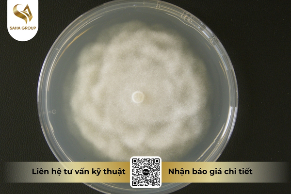 phytophthora-la-gi.jpg