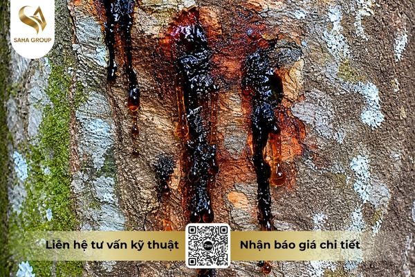phytophthora-tan-cong-toan-bo-cay-sau-rieng.jpg