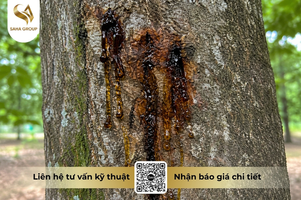 phytophthora-co-the-lam-chet-ca-cay.jpg