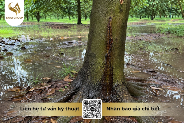 vi-sao-phytophthora-bung-phat-manh-trong-mua-mua.jpg