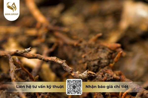 thoi-re-phytophthora-la-gi.jpg
