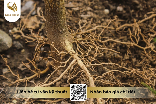 dau-hieu-nhan-biet-thoi-re-duoi-dat.jpg