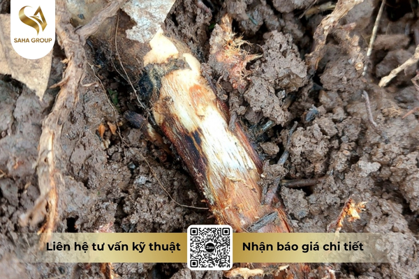 lam-gi-khi-phat-hien-thoi-re-phytophthora.jpg