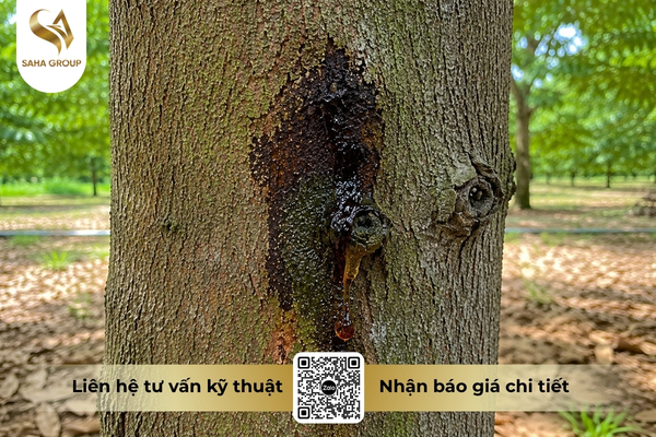 vi-sao-sau-rieng-bi-chay-nhua-than.jpg
