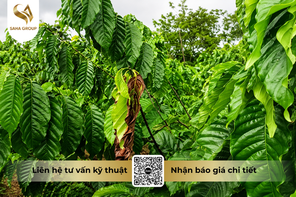 faq-cau-hoi-ba-con-thuong-gap.png