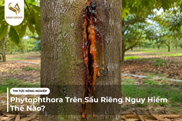 Phytophthora Trên Sầu Riêng Nguy Hiểm Thế Nào?