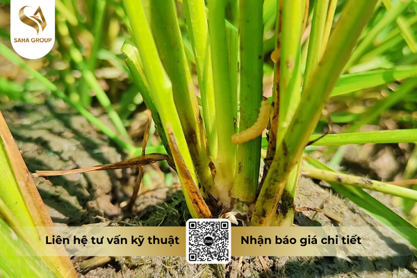 cong-dung-noi-bat-cua- thuoc-tru-sau-cypdime-558-10ec-hieu-bao-thu-xong-pha.png