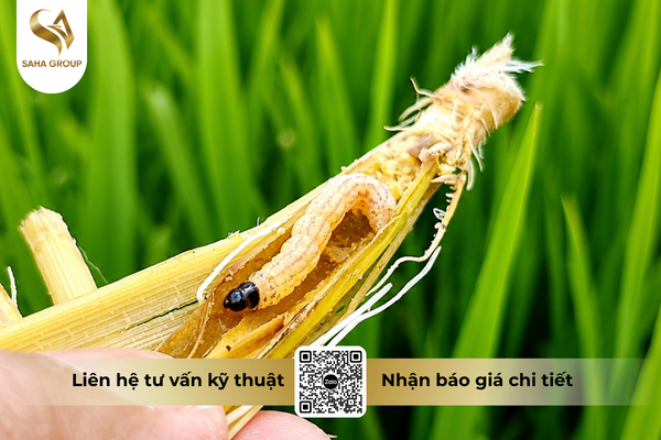 faq-cau-hoi-ba-con-thuong-gap.png