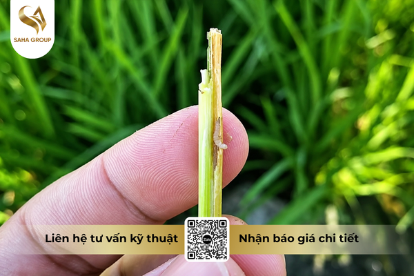 faq-cau-hoi-ba-con-thuong-gap.png