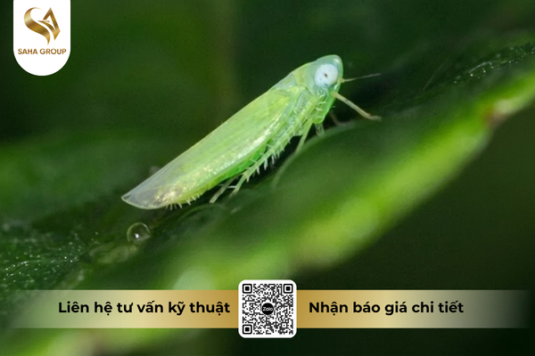 faq-cau-hoi-ba-con-thuong-gap.png