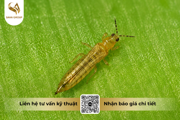 cong-dung-noi-bat-cua-thuoc-tru-sau-fm-tox-25ec.png