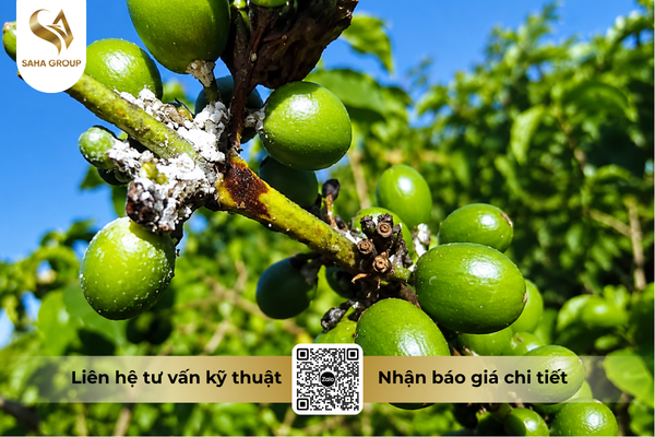 faq-cau-hoi-ba-con-thuong-gap.png