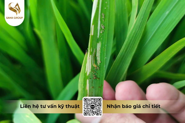 cong-dung-noi-bat-cua-thuoc-tru-sau-fortac-5-ec-santox-500.png