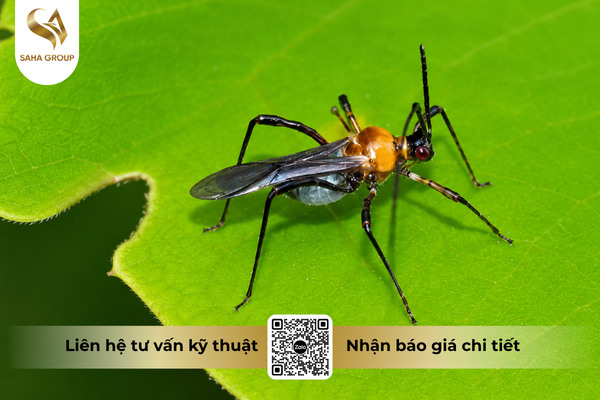 cong-dung-noi-bat-cua-thuoc-tru-sau-fortac-5-ec-santox-500.png