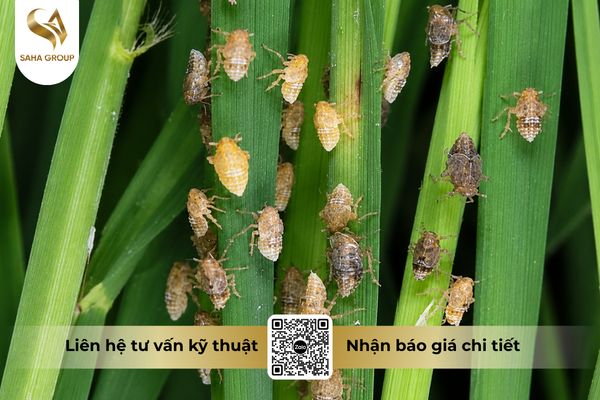 cong-dung-noi-bat-cua-thuoc-tru-sau-fortac-5-ec-santox-500.png