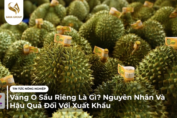 Vàng O Sầu Riêng Là Gì? Nguyên Nhân Và Hậu Quả Đối Với Xuất Khẩu