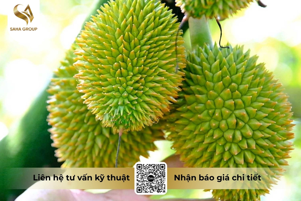vi-sao-cadimi-tro-thanh-nut-that-cua-xuat-khau-sau-rieng.jpg