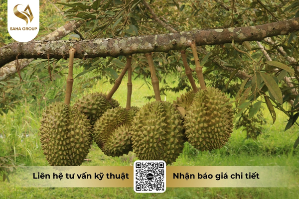 thuc-te-co-phai-sau-rieng-viet-nam-dang-nhiem-cadimi-tran-lan.jpg