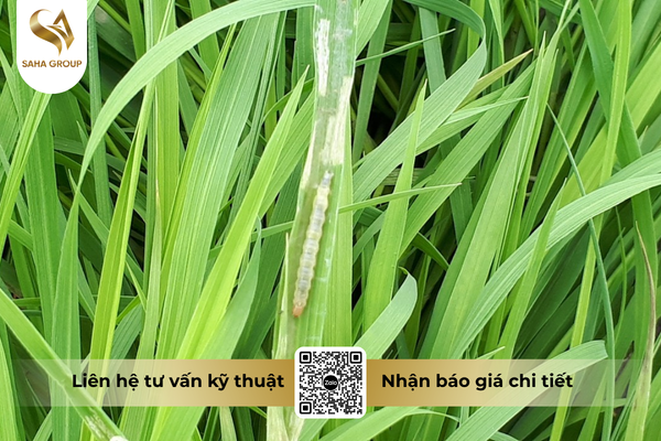 cong-dung-noi-bat-cua-thuoc-tru-sau-fortac-5-ec-santox-500.png