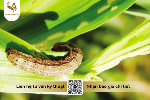 cong-dung-noi-bat-cua-thuoc-tru-sau-fortac-5-ec-santox-500.png