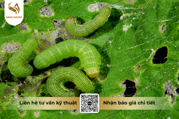 faq-cau-hoi-ba-con-thuong-gap.png