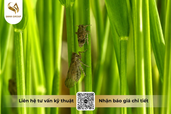 thuoc-nhom-4a-la-gi.jpg